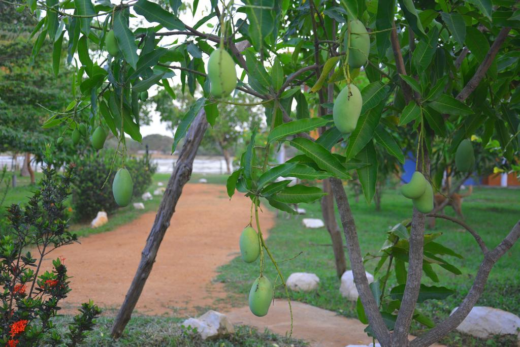 Serenity Lake Resort Yala Tissamaharama Buitenkant foto